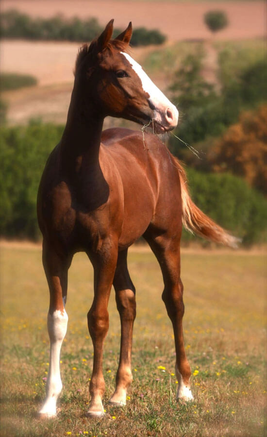 Quarter und Paint Horse Zucht Sidon Ranch